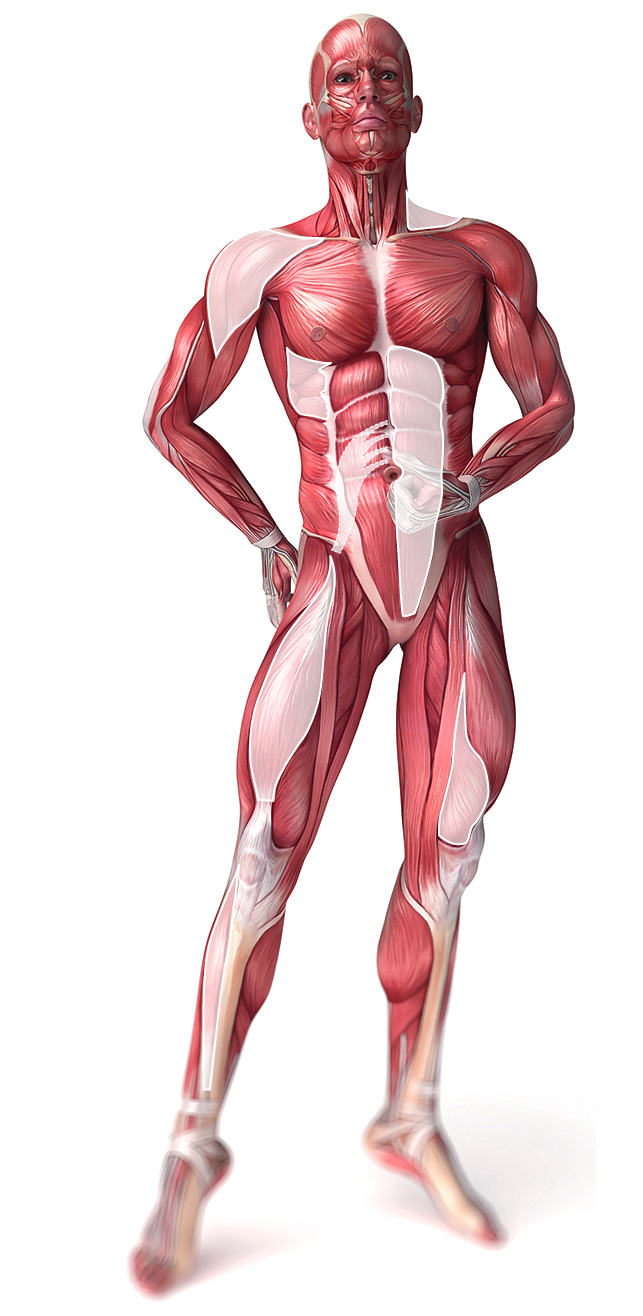 Intramuscolar Electrodes